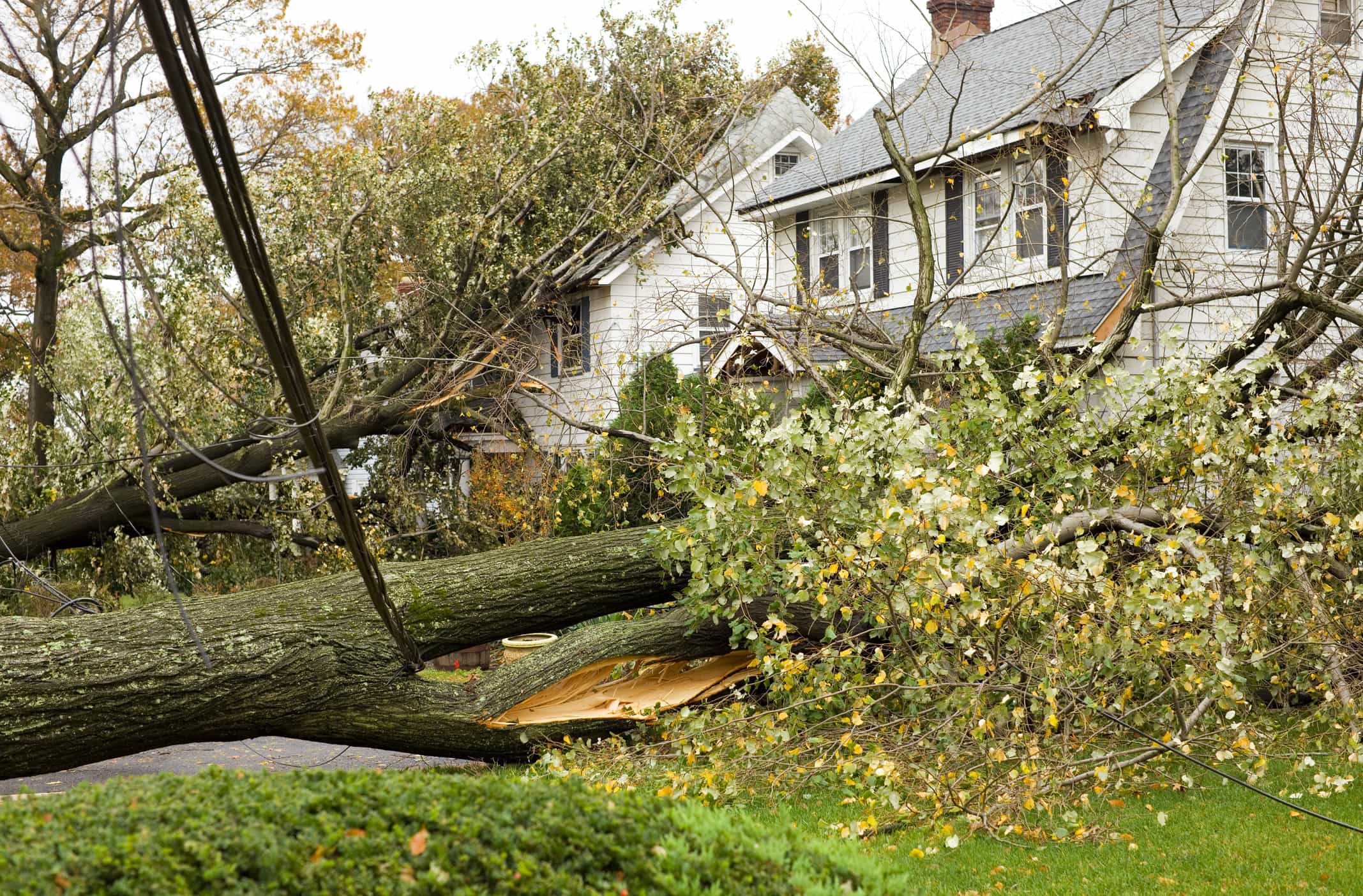 tree damage