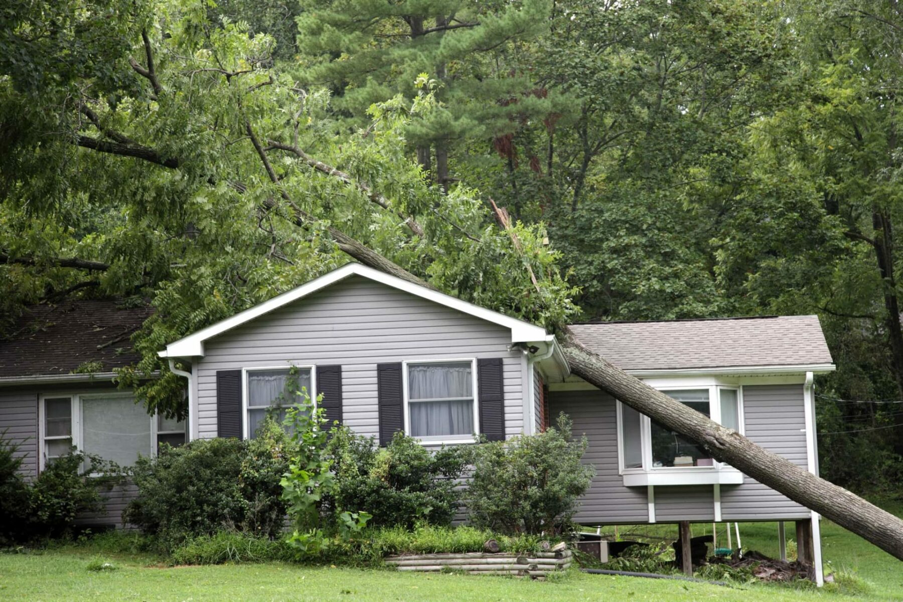 tree damage